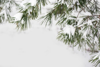 Photo of Coniferous branches covered with fresh snow, closeup. Space for text