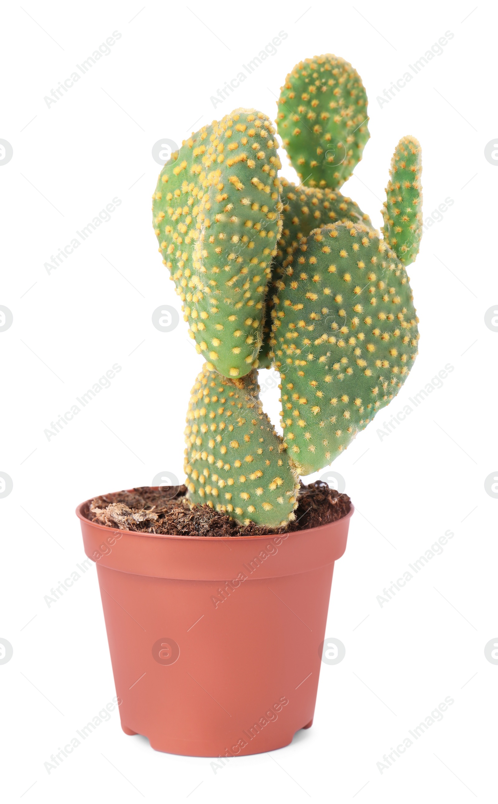 Photo of Beautiful green Opuntia cactus in pot isolated on white