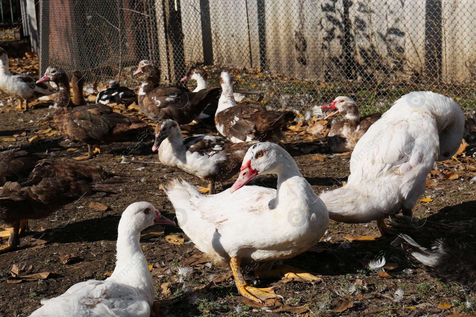 Photo of Many Muscovy ducks in farmyard on sunny day. Rural life