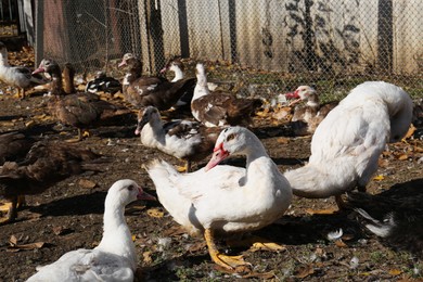 Many Muscovy ducks in farmyard on sunny day. Rural life