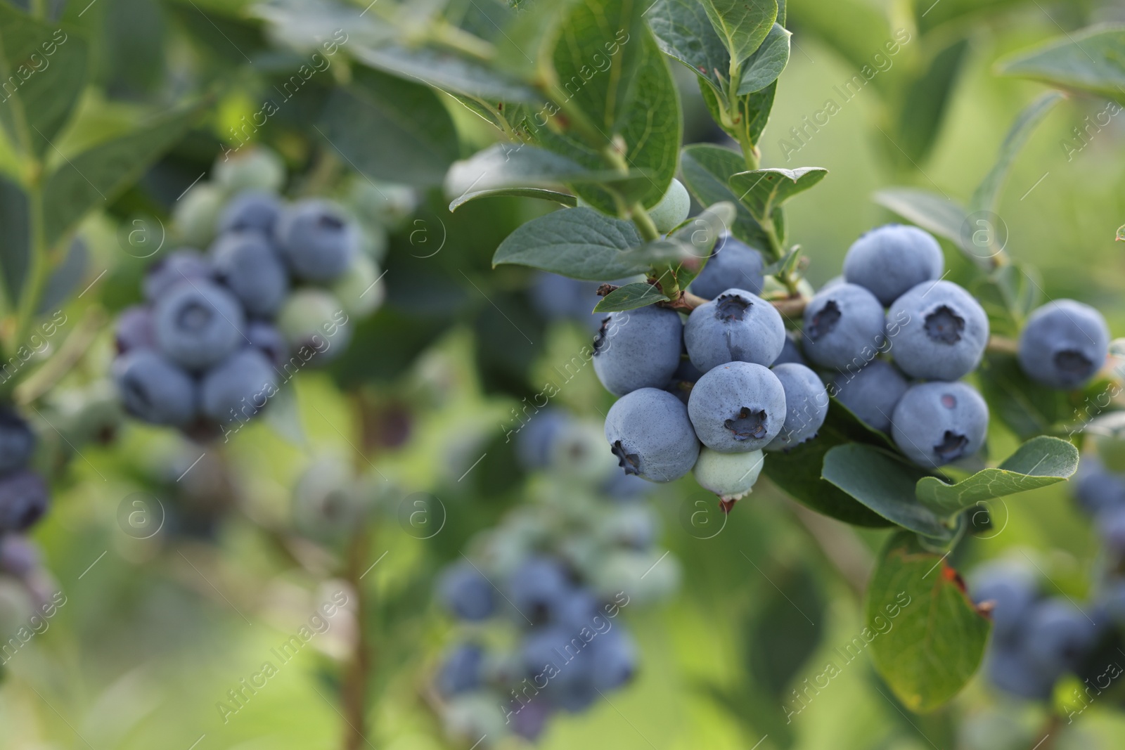 Photo of Wild blueberries growing outdoors, closeup and space for text. Seasonal berries