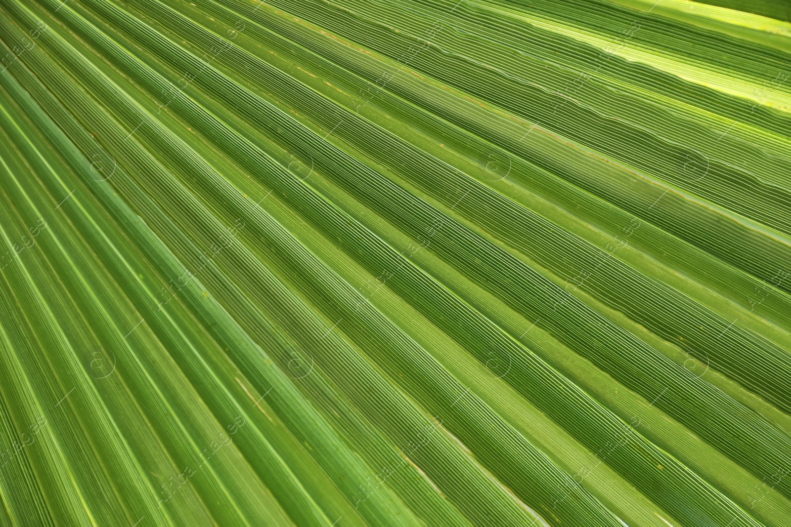 Photo of Closeup view of lush palm leaf as background