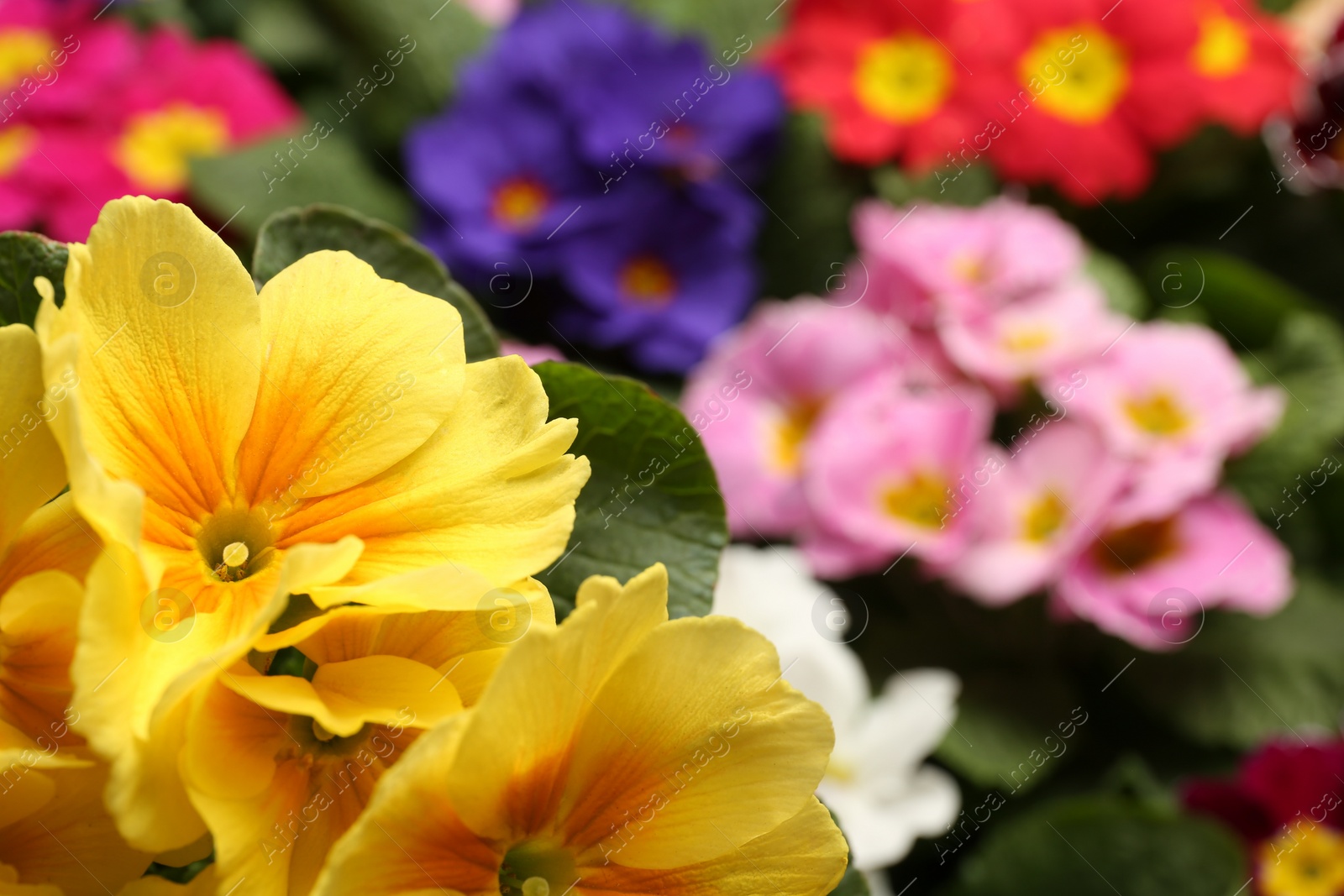 Photo of Beautiful primula (primrose) plant with yellow flowers on blurred background, space for text. Spring blossom