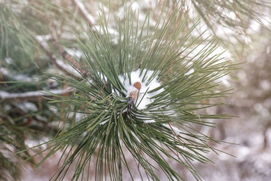 Photo of Coniferous branch covered with fresh snow, closeup