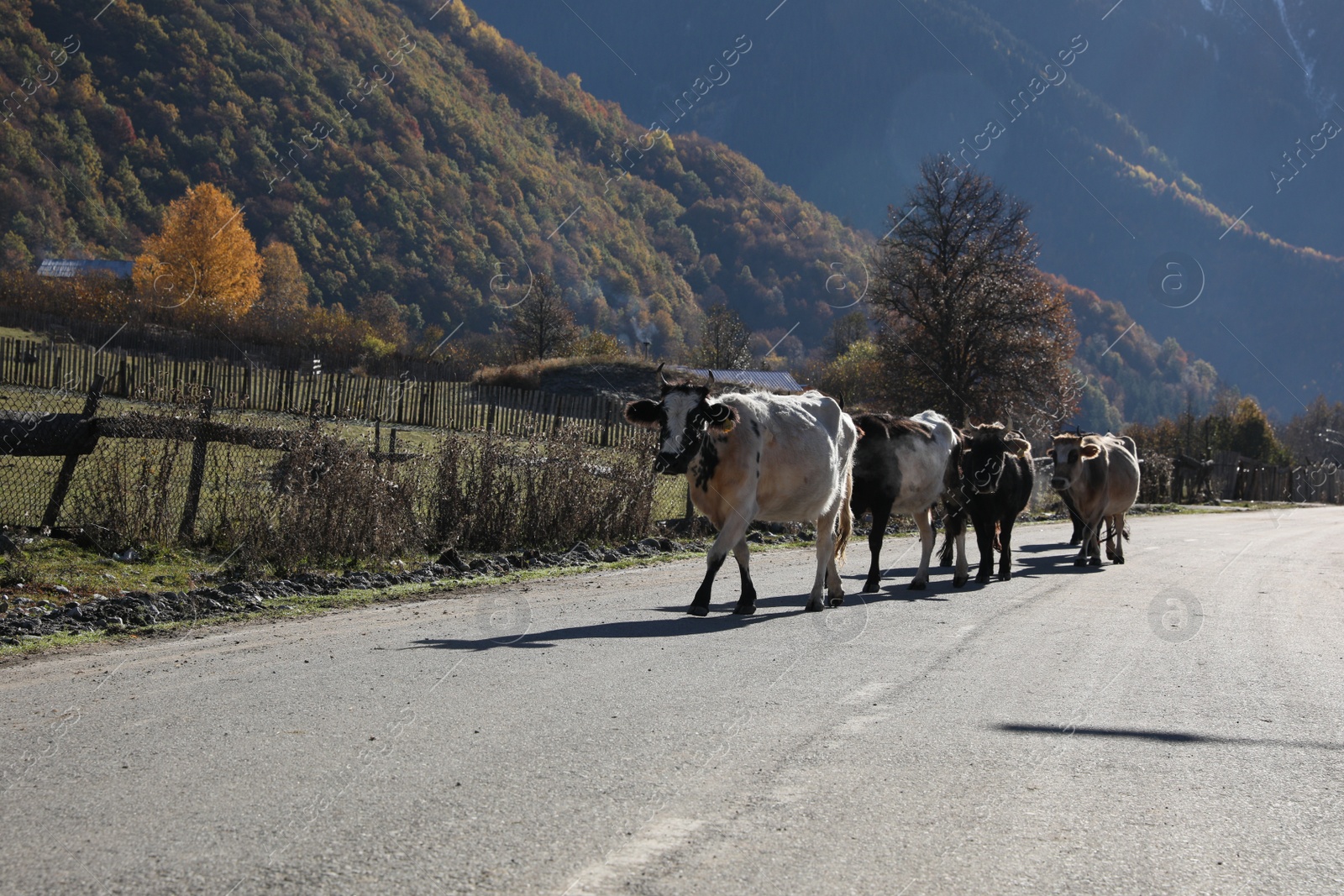 Photo of Many different cows on asphalt road in mountains