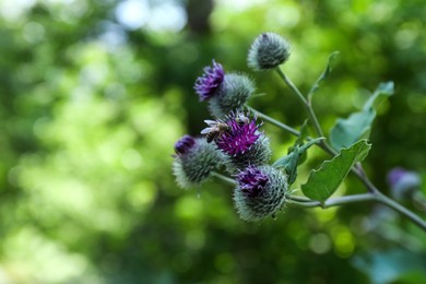 Photo of Burdock flowers with bees outdoors on sunny day, closeup. Space for text