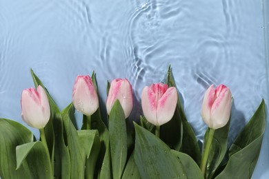 Beautiful tulips in water on light blue background, top view. Space for text