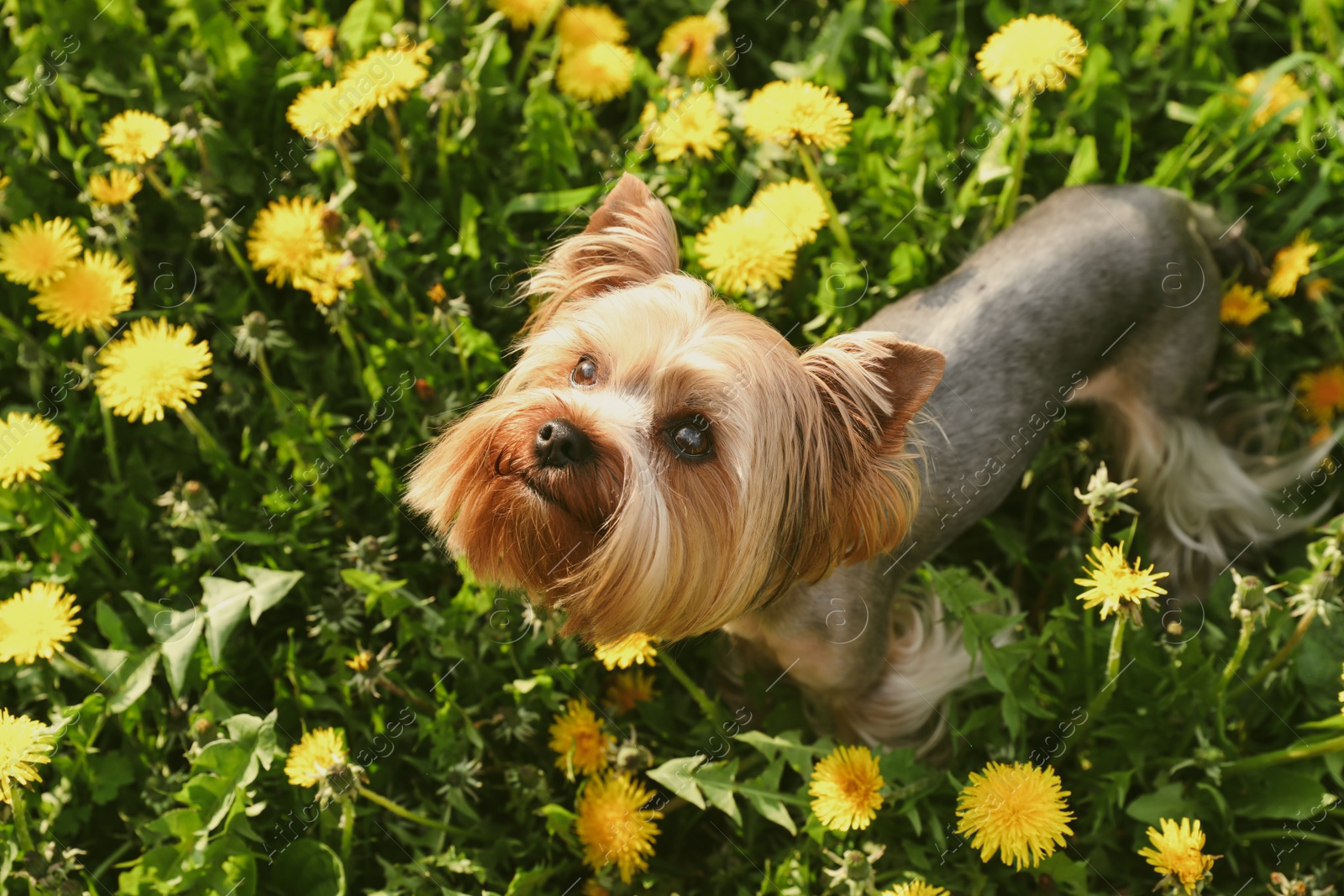 Photo of Cute Yorkshire terrier among beautiful dandelions in meadow on sunny spring day