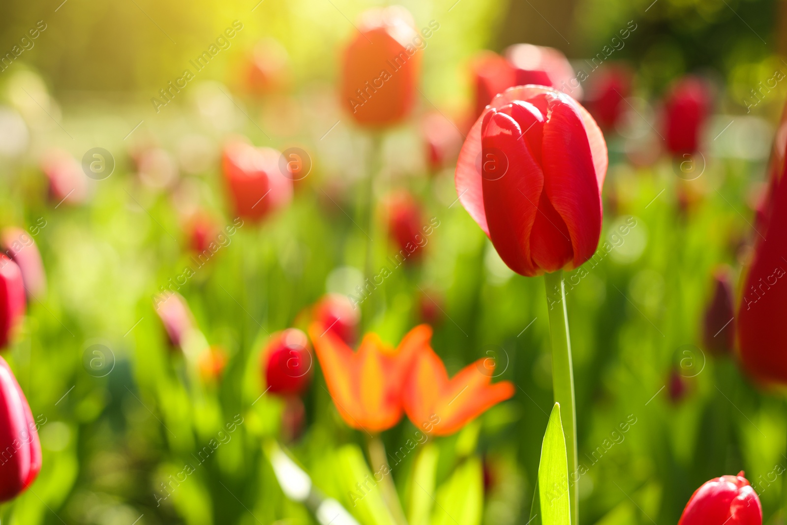 Photo of Beautiful red tulips growing outdoors on sunny day, closeup. Space for text