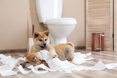 Photo of Adorable Akita Inu puppies playing with toilet paper at home