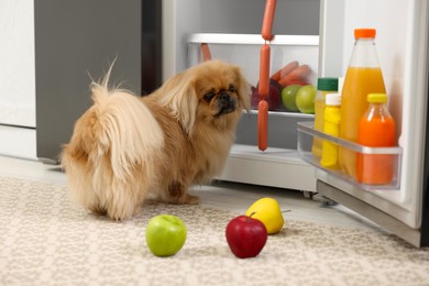 Photo of Cute Pekingese dog and scattered fruits near refrigerator in kitchen