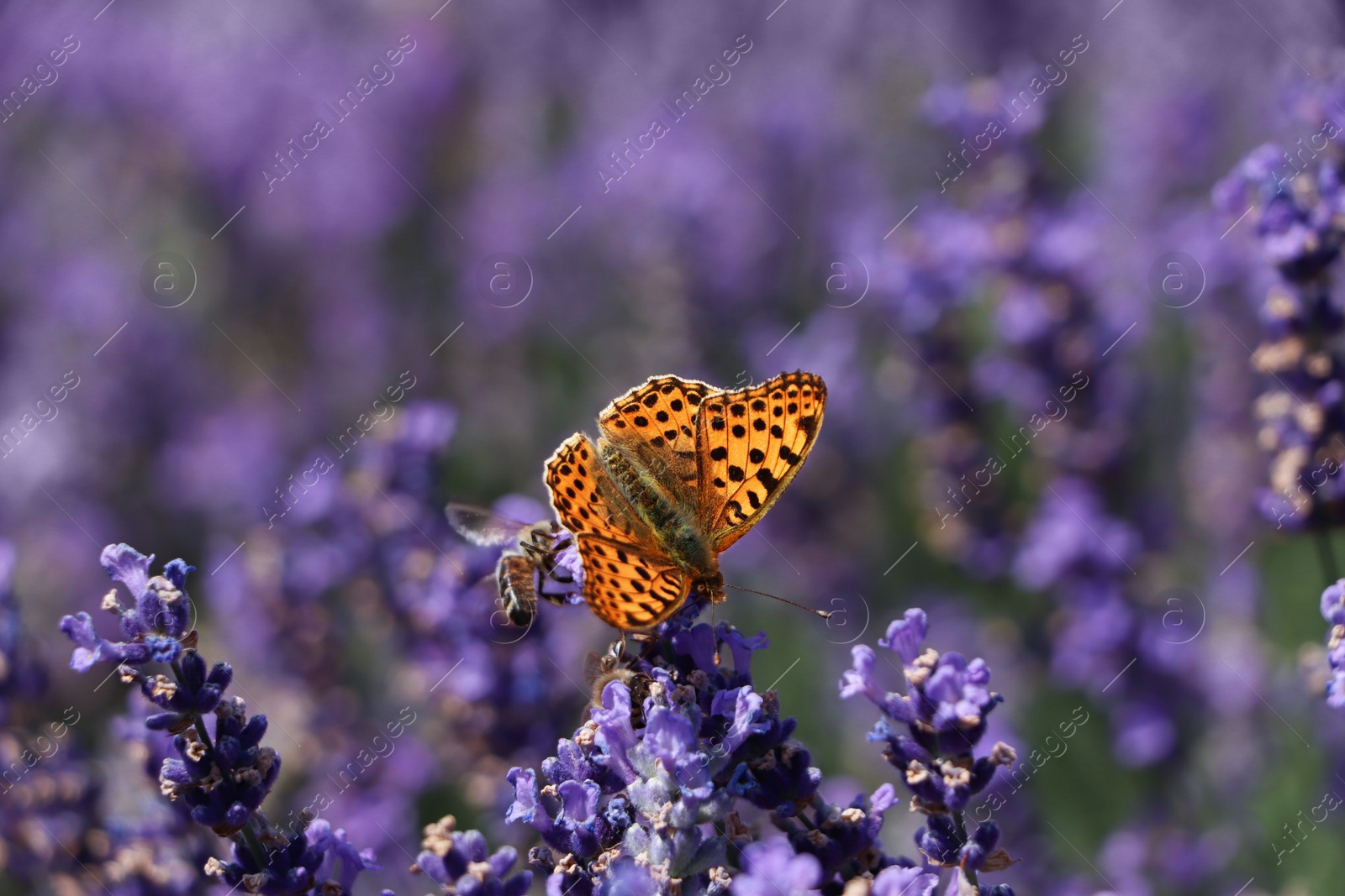 Photo of Beautiful butterfly in lavender field on summer day, closeup