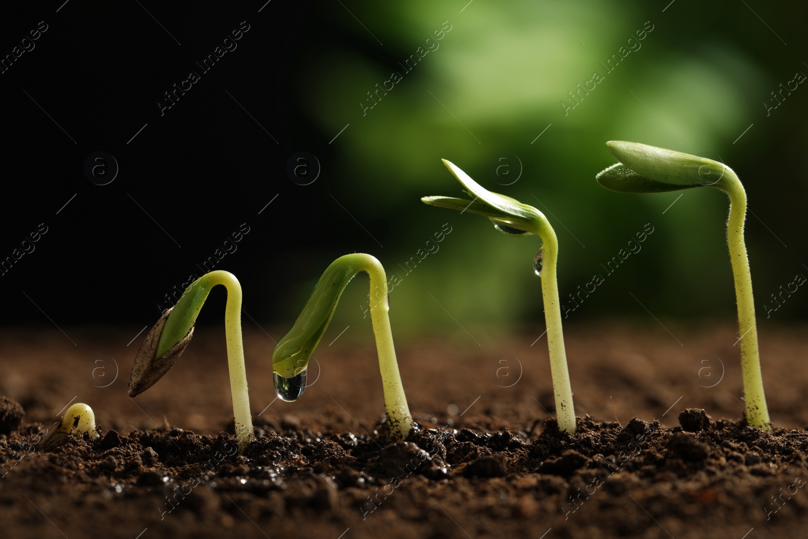 Photo of Little green seedlings growing in soil against blurred background, closeup view