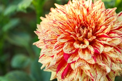 Photo of Beautiful blooming orange dahlia flower in green garden, closeup