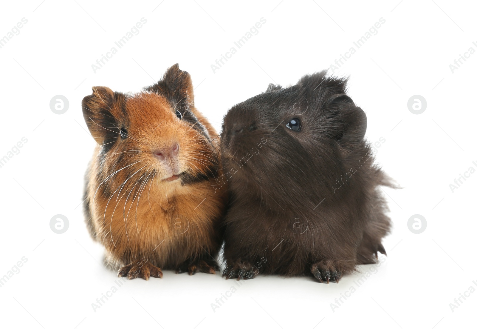 Photo of Cute funny guinea pigs on white background