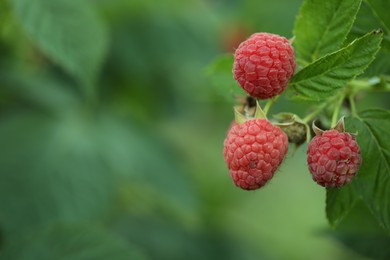 Photo of Raspberry bush with tasty ripe berries in garden, closeup