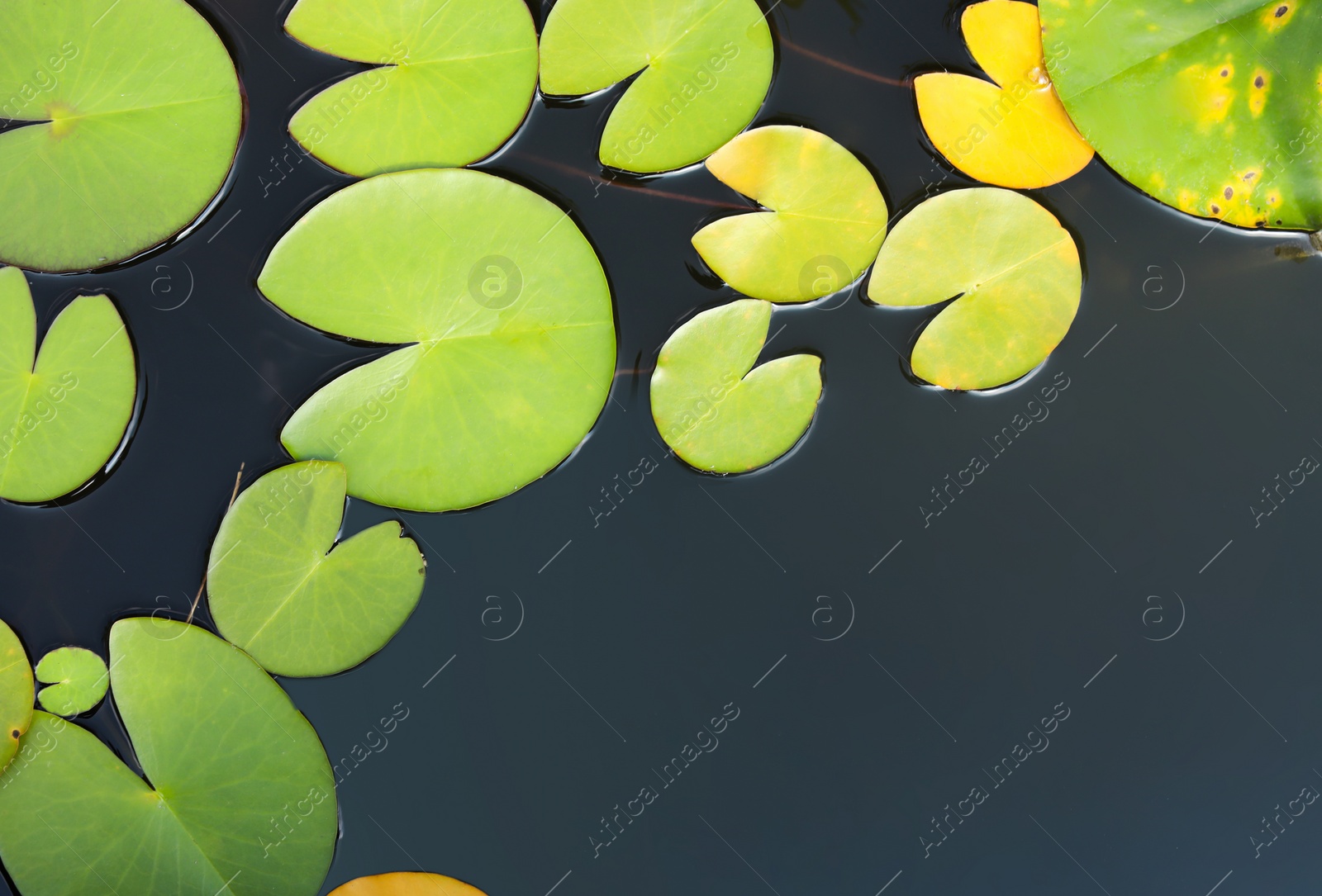 Photo of Beautiful pond with waterlily leaves, top view