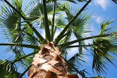 Photo of Beautiful palm tree outdoors on sunny summer day, low angle view