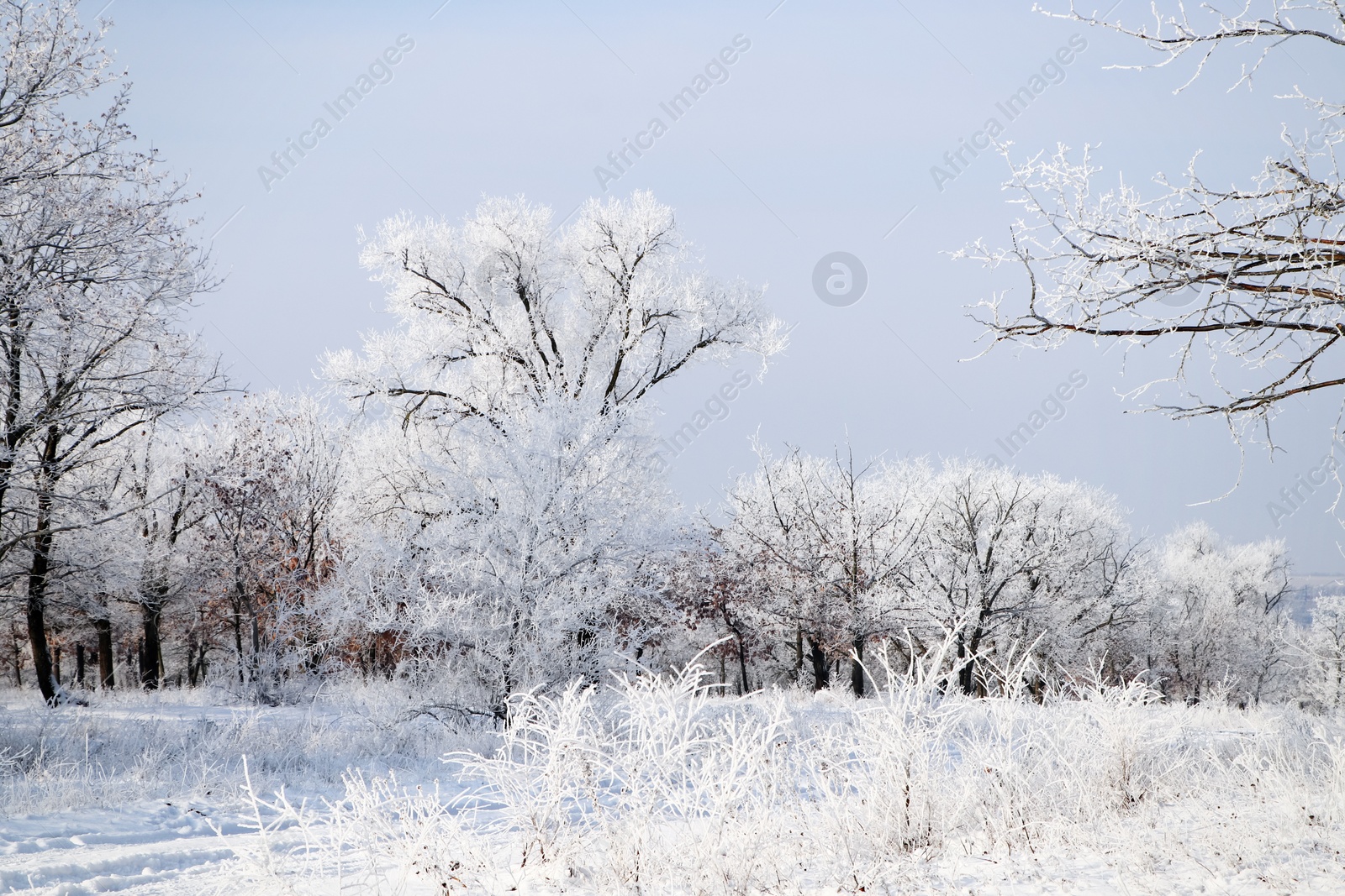 Photo of Plants covered with hoarfrost outdoors on winter morning