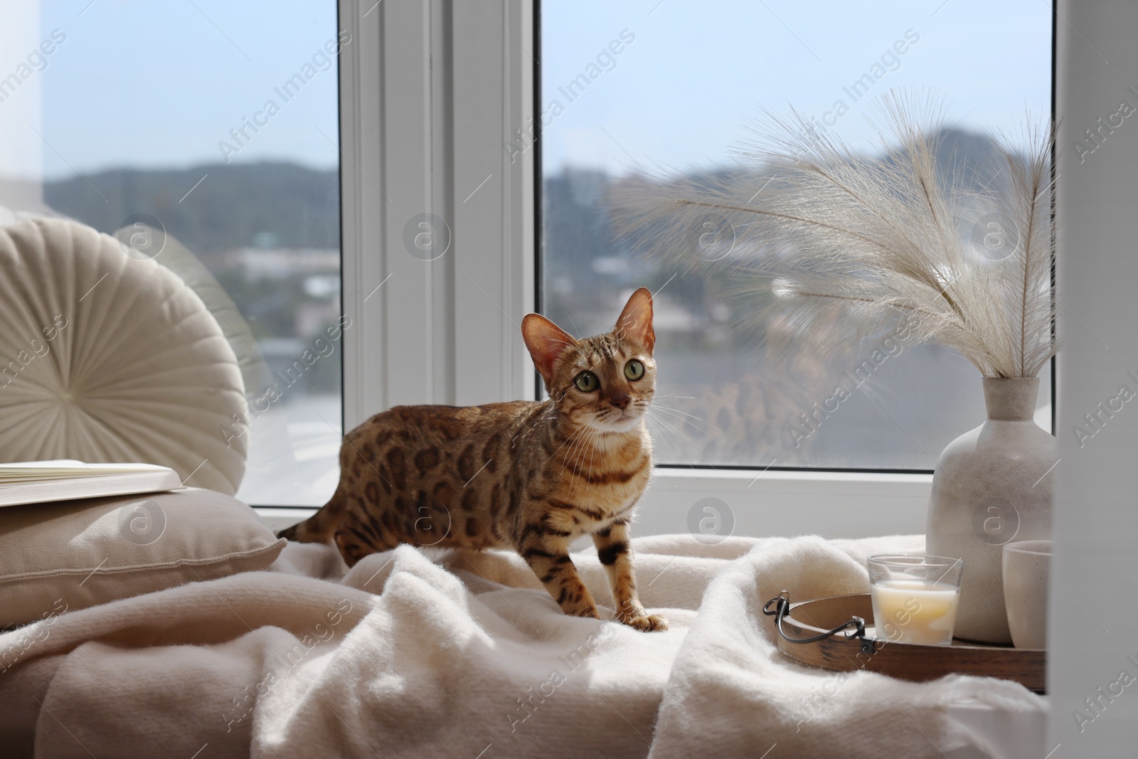 Photo of Cute Bengal cat on windowsill at home. Adorable pet