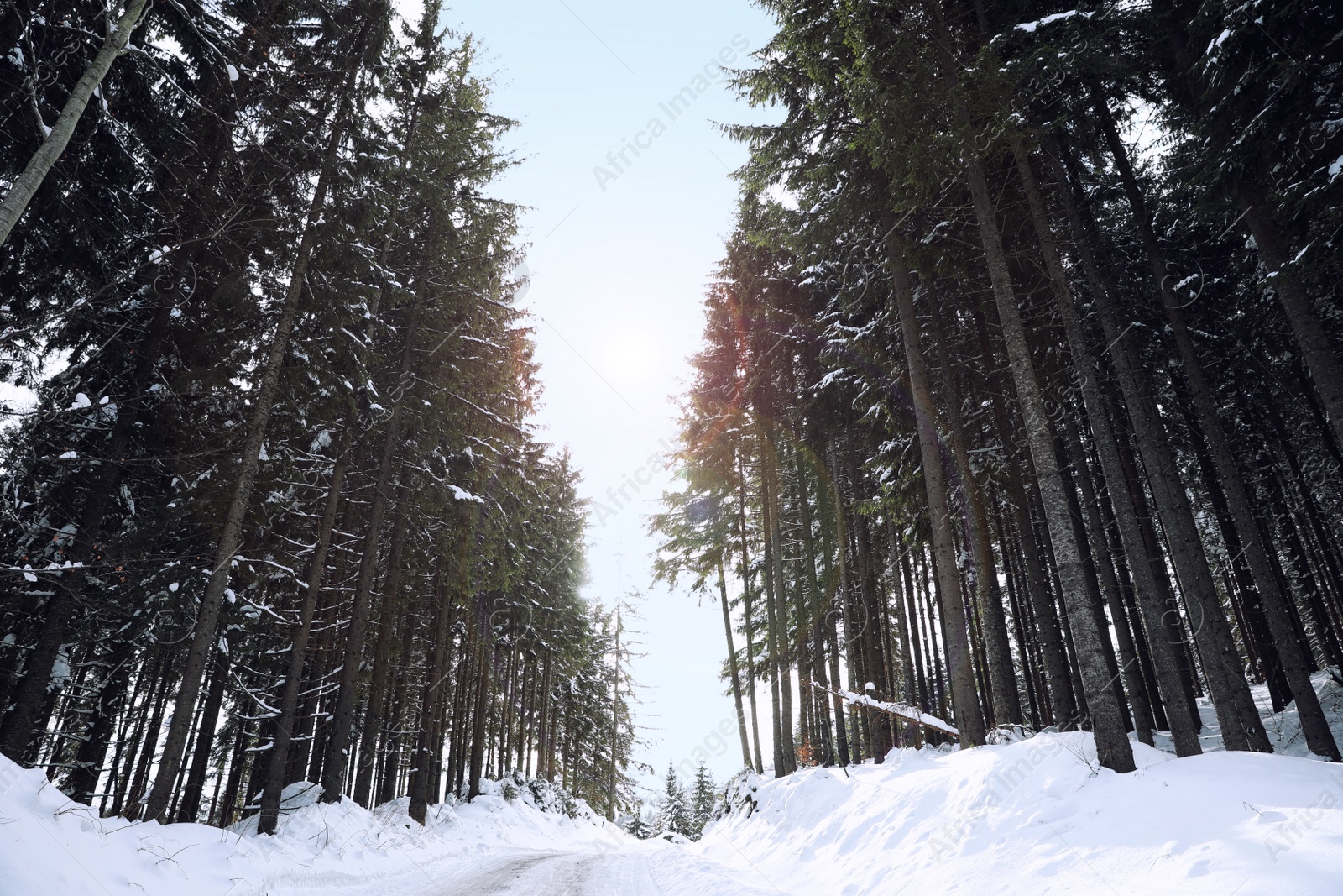 Photo of Picturesque view of snowy coniferous forest on winter day, low angle view