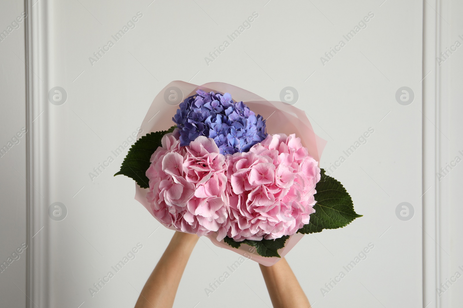 Photo of Woman with bouquet of beautiful hortensia flowers near white wall, closeup