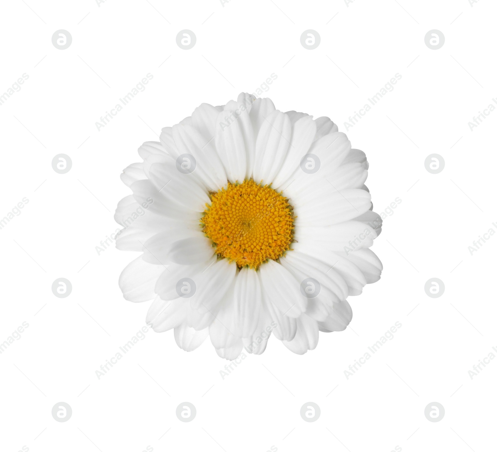 Photo of Beautiful fragrant chamomile flower isolated on white