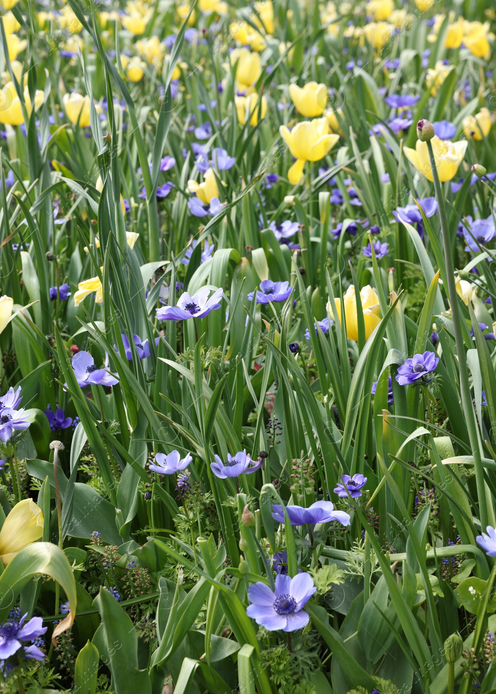 Photo of Many beautiful flowers growing outdoors. Spring season