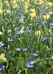 Photo of Many beautiful flowers growing outdoors. Spring season