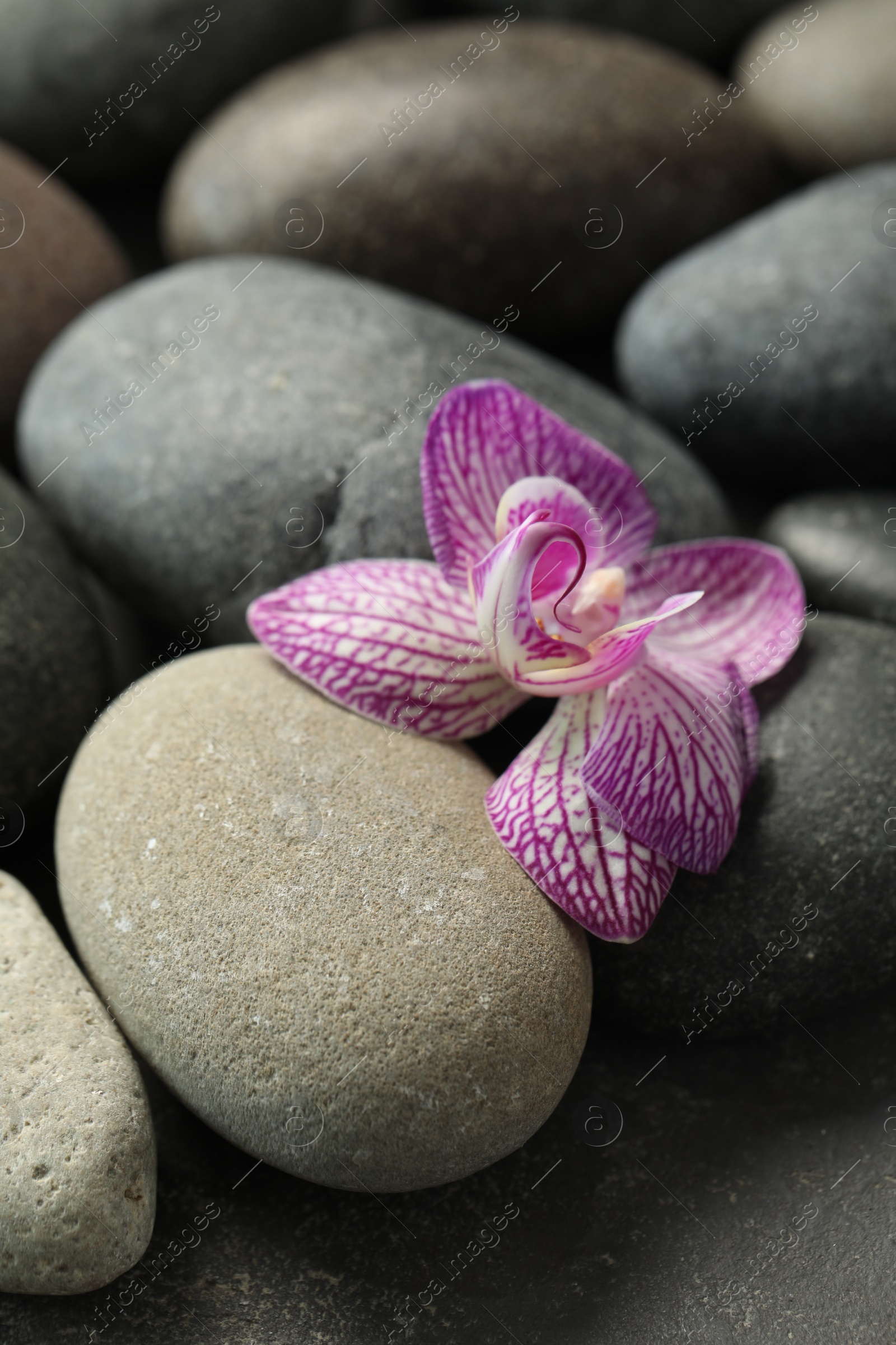 Photo of Spa stones and orchid flower on grey table, closeup