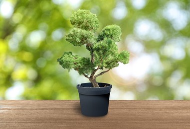 Image of Beautiful bonsai tree in pot on wooden table outdoors