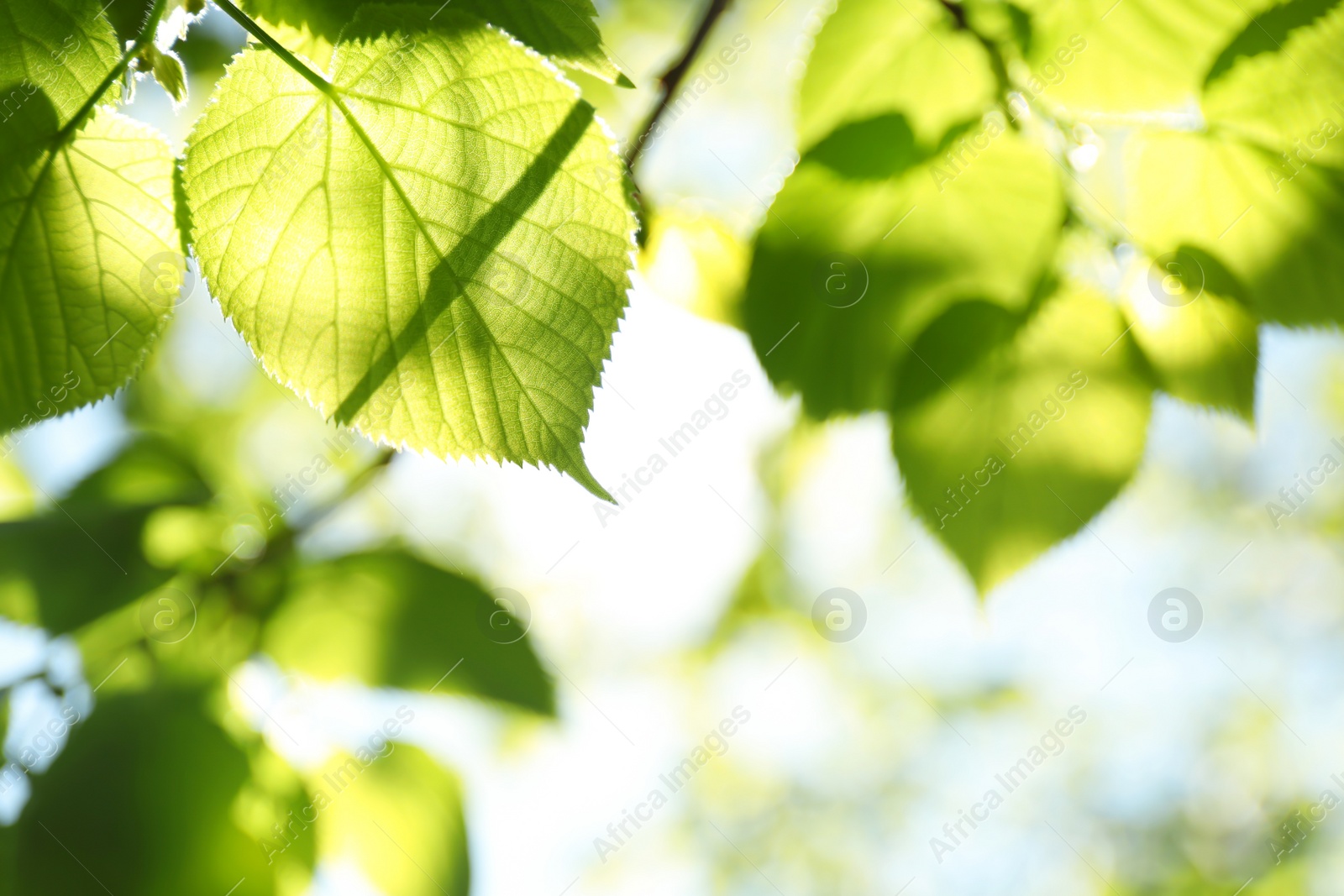 Photo of Tree branches with green leaves on sunny day