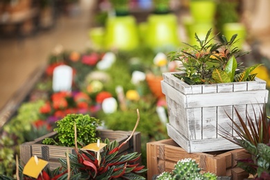 Large pots with young exotic plants on blurred background. Tropical flowers