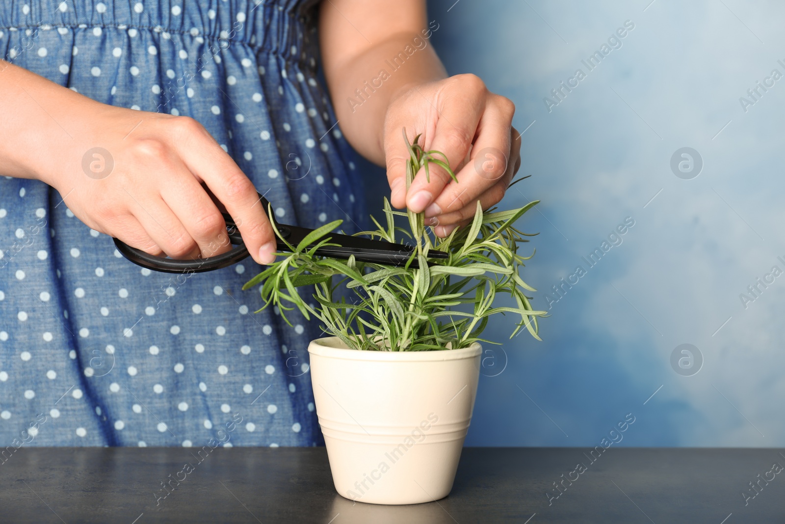 Photo of Woman cutting fresh rosemary in pot, closeup