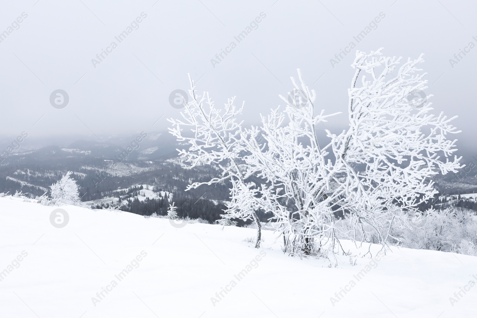 Photo of Picturesque view of trees covered with snow in mountains on winter day