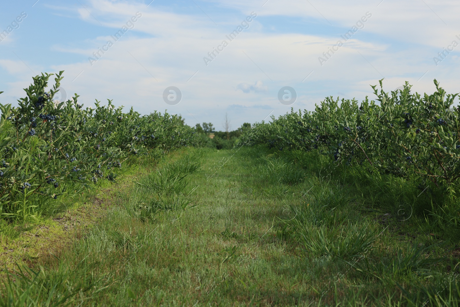 Photo of Blueberry bushes growing on farm on sunny day. Seasonal berries