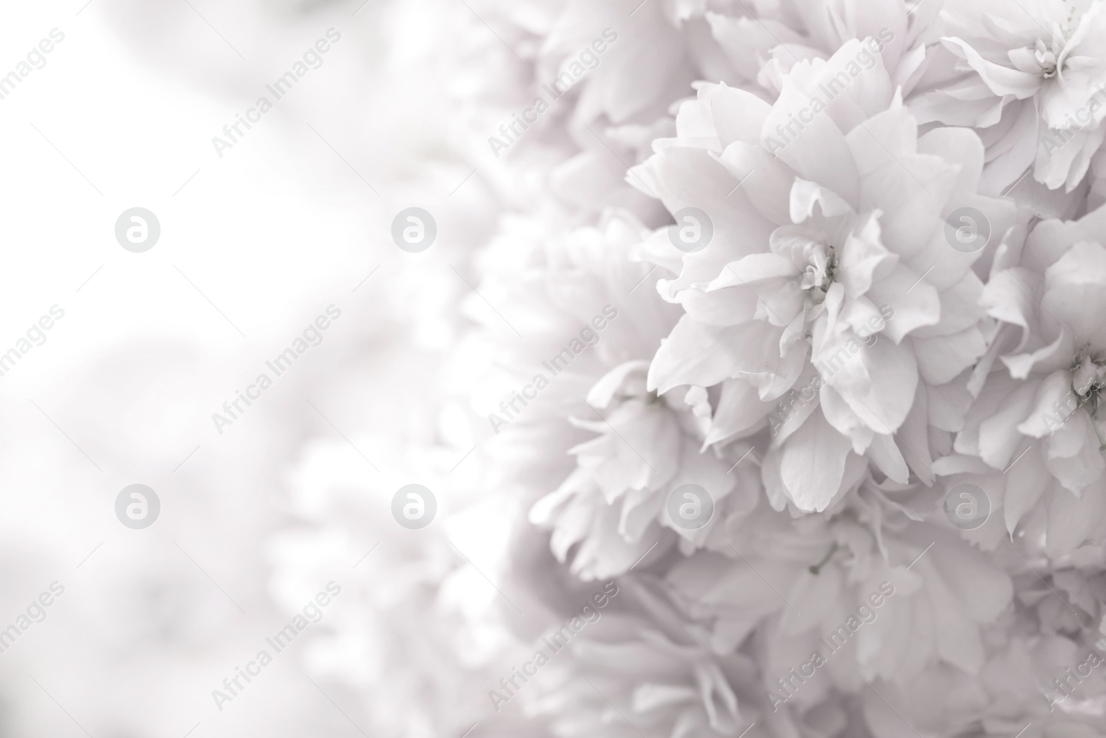 Image of Beautiful sakura blossom on blurred background, closeup. Space for text
