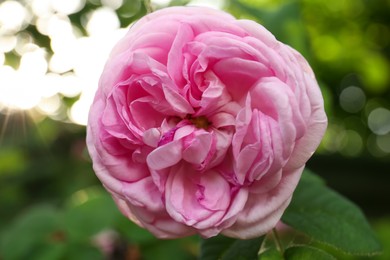 Photo of Beautiful pink hybrid tea rose growing in garden, closeup