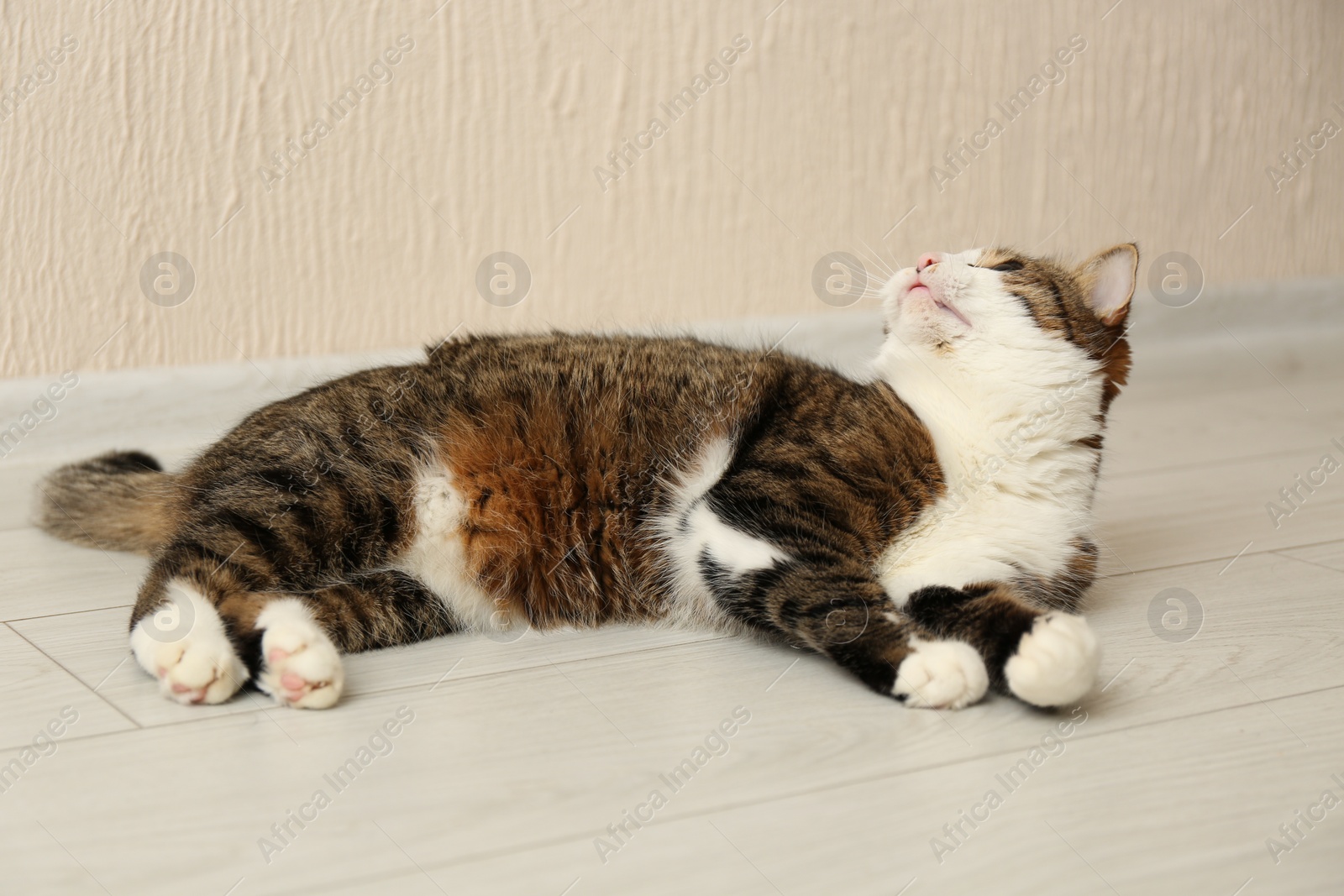 Photo of Cute cat lying on floor at home. Lovely pet