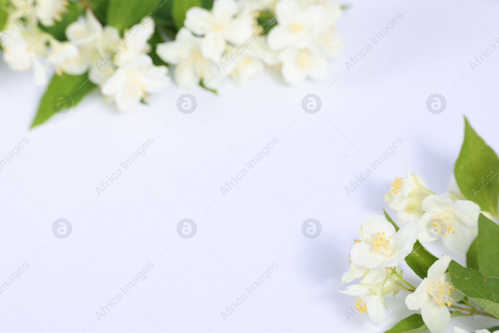 Photo of Beautiful jasmine flowers on white background, closeup. Space for text