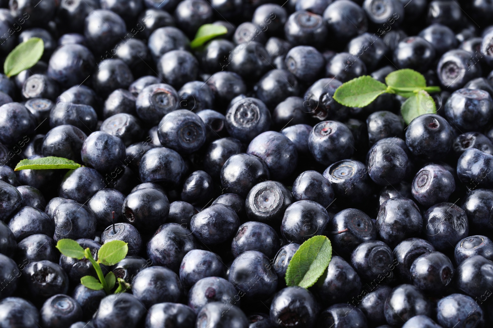 Photo of Many delicious ripe bilberries and green leaves as background, closeup