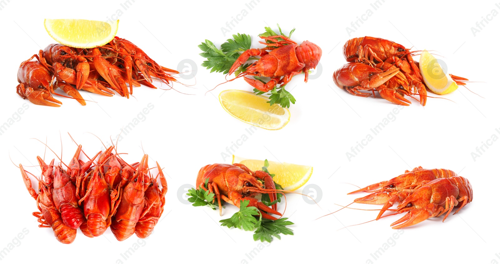 Image of Set of tasty cooked crayfishes on white background. Banner design