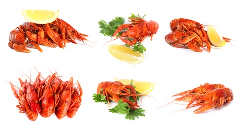 Image of Set of tasty cooked crayfishes on white background. Banner design