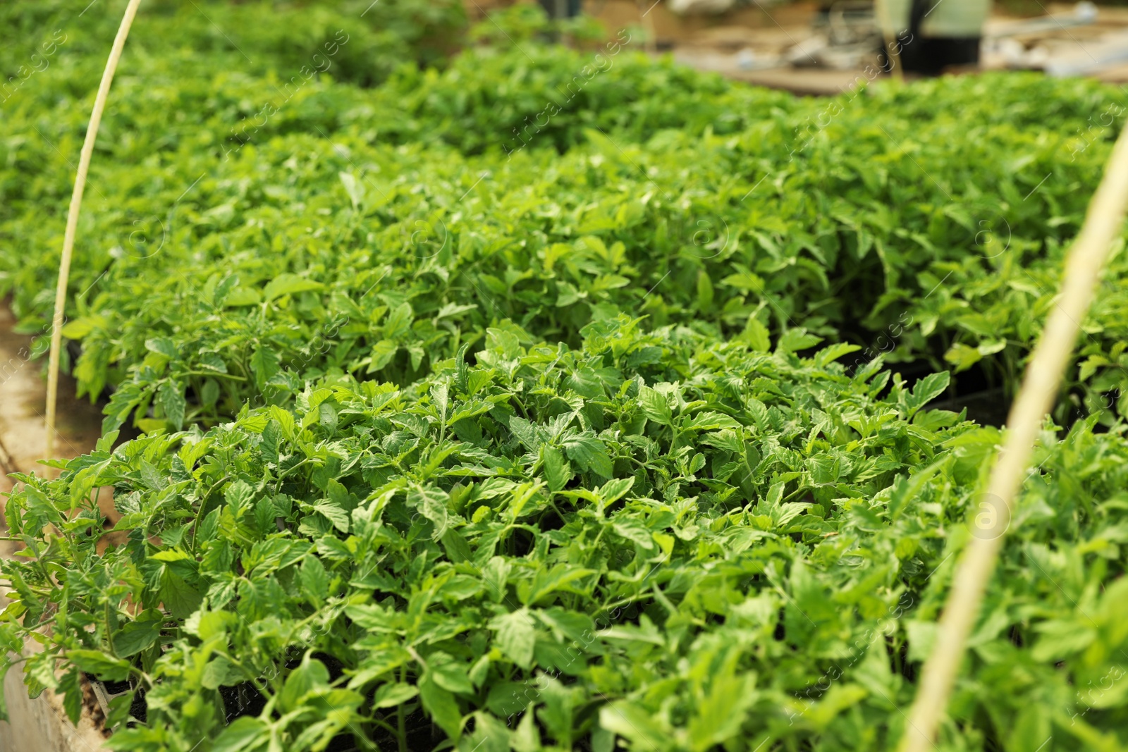 Photo of Many green tomato plants on table in greenhouse