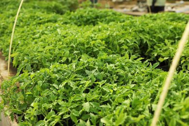 Many green tomato plants on table in greenhouse