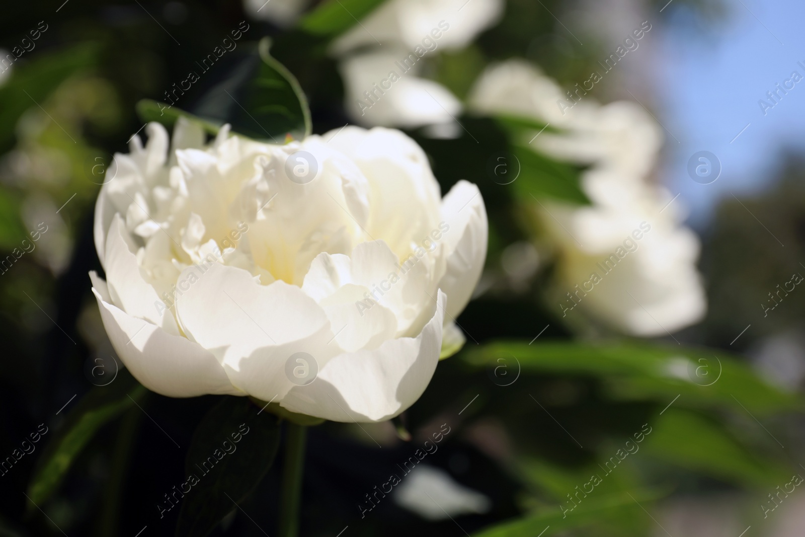 Photo of Closeup view of blooming white peony bush outdoors