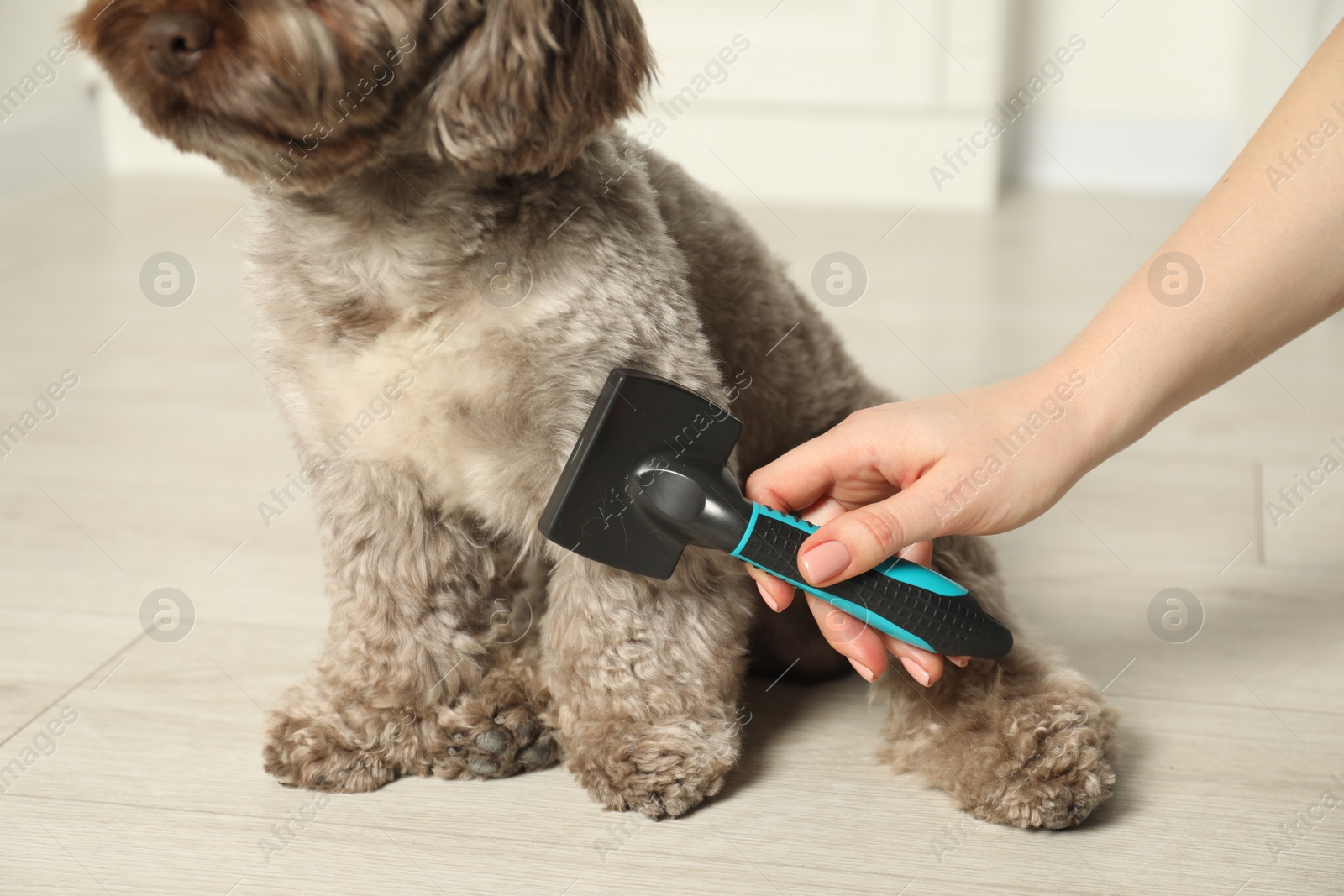 Photo of Woman brushing cute Maltipoo dog indoors, closeup. Lovely pet