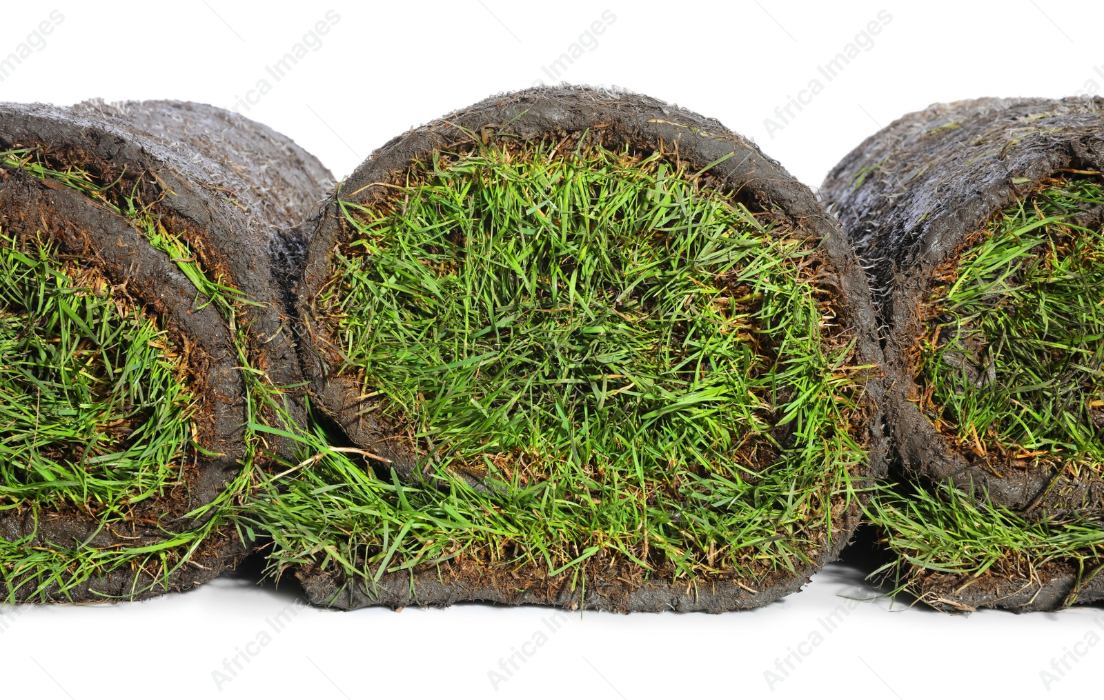 Photo of Rolls of grass sod on white background