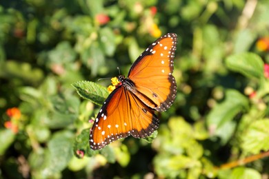 Beautiful orange Monarch butterfly on plant outdoors, top view