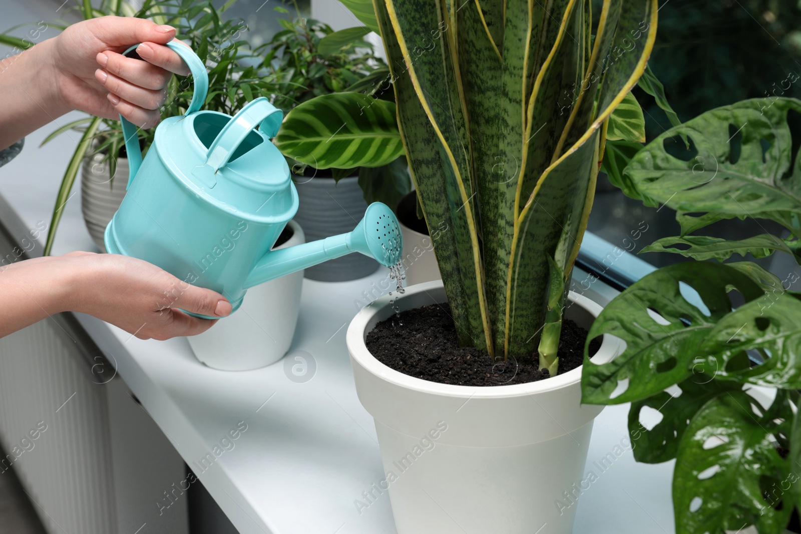 Photo of Woman watering beautiful houseplant near window at home, closeup